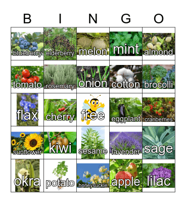 Plants Bees Pollinate Bingo Card