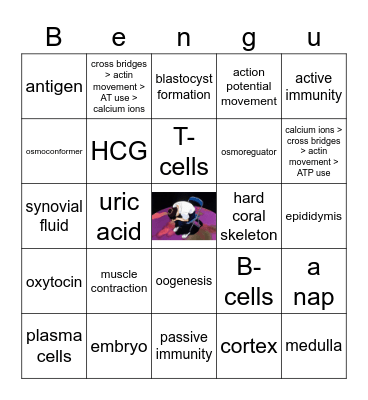 topic 11 bengus Bingo Card