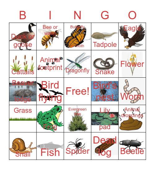 Cheam Wetlands Wildlife Bingo Card