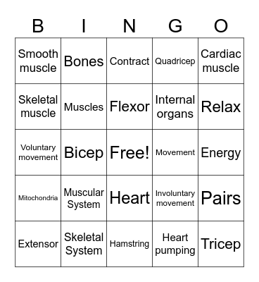 Muscular System Bingo Card