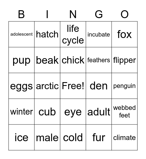 Arctic fox / Penguin review Bingo Card