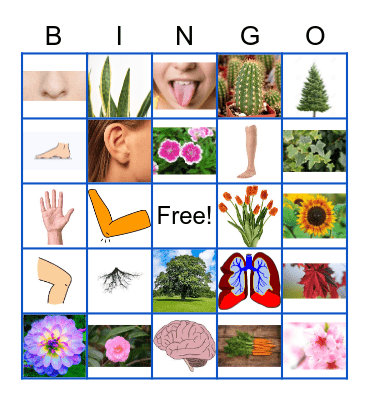 Plant or Animal? Bingo Card