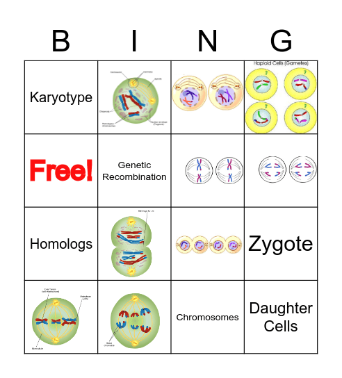 Meiosis Bing Bingo Card