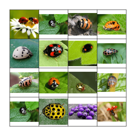 Ladybugs Bingo Card