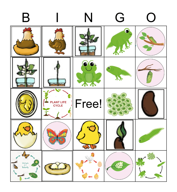 Life Cycles Bingo Card