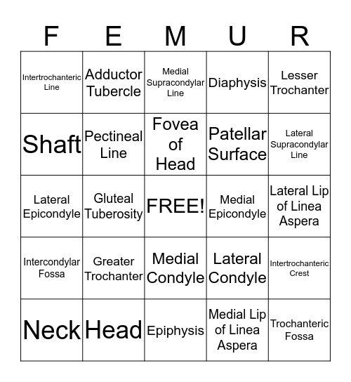 Bony Landmarks of the Femur - Bell Ringer! Bingo Card