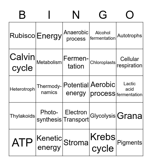 Biology Chapter 8 Bingo Card
