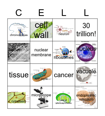 Cell Bingo Card