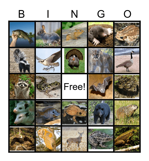 Indiana Native Animals Bingo Card