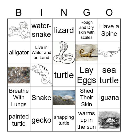 DDP Class Reptile Bingo Card