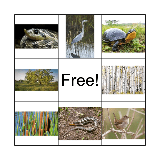 Sand Prairie Bingo Card