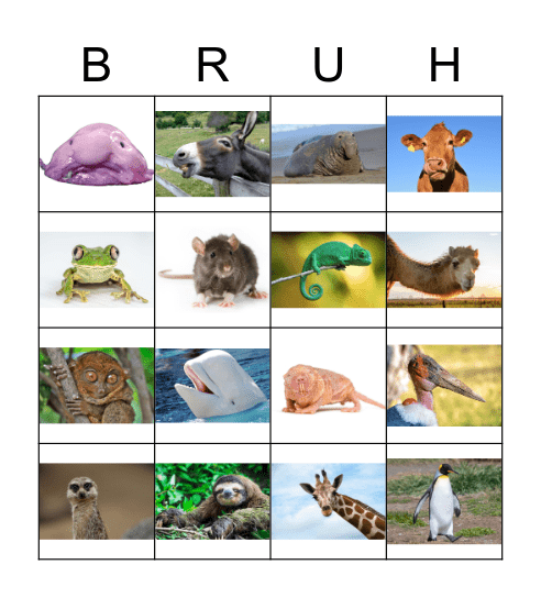 Perth Zoo Bingo Card