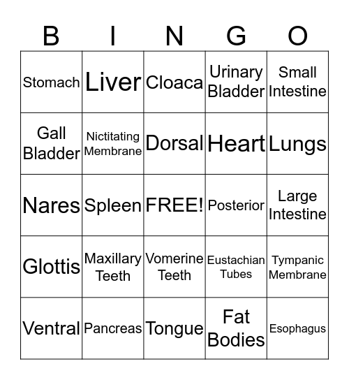 Frog Practical Bingo Card