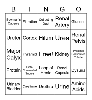Urinary System Bingo Card