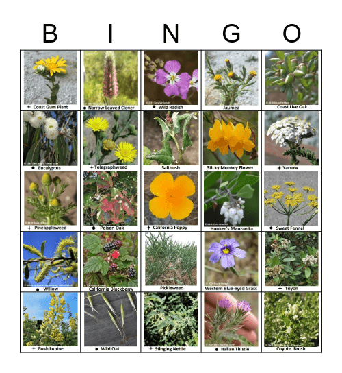 Elkhorn Slough Bingo Card