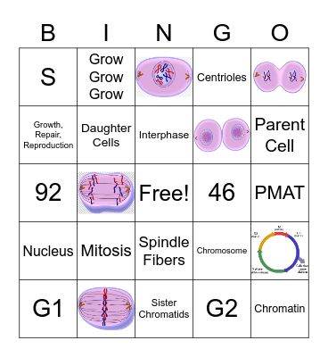 Cell Cycle Bingo Card