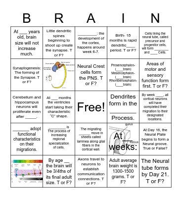 Brain Development Bingo! Bingo Card