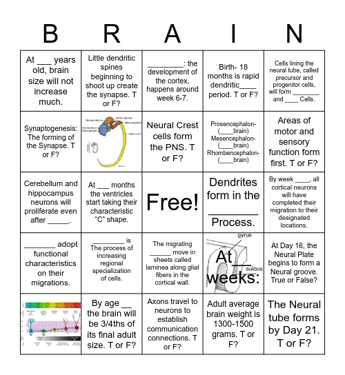 Brain Development Bingo! Bingo Card
