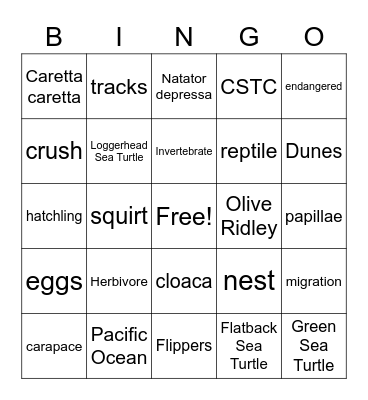 Sea Turtle BINGO Card