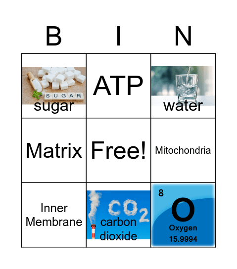 Micayah Ulysse's Cellular Respiration Bingo Card