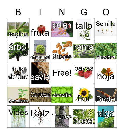 Partes de las plantas Bingo Card