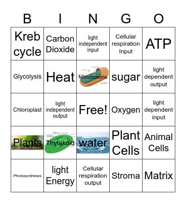 Matthew Hart ( Cellular Respiration ) Bingo Card