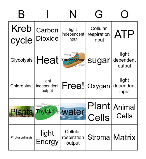 Matthew Hart ( Cellular Respiration ) Bingo Card