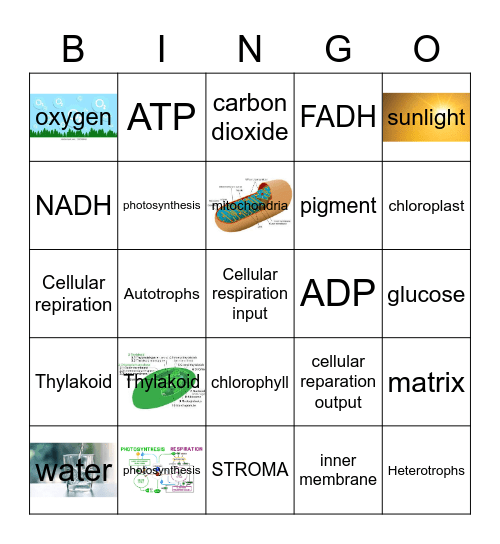 Evan- Cell Respiration Bingo Card