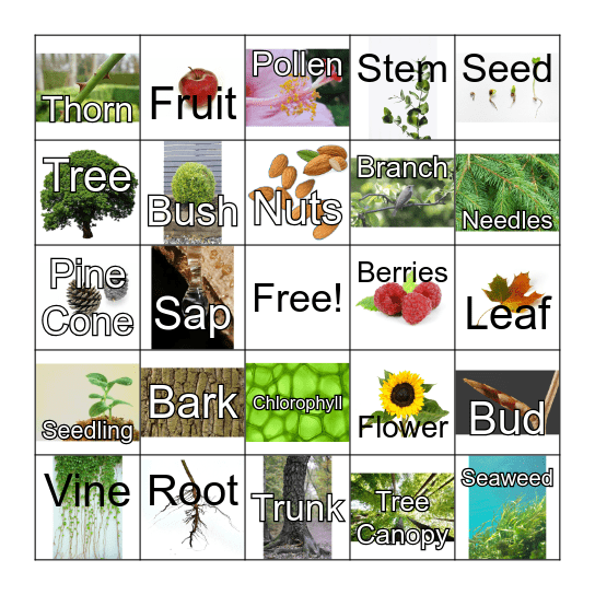 NYBG Plant Bingo: Plant Parts Bingo Card