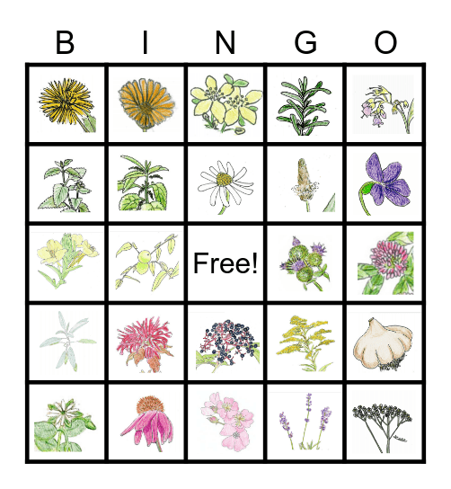 Herbal Bingo Card