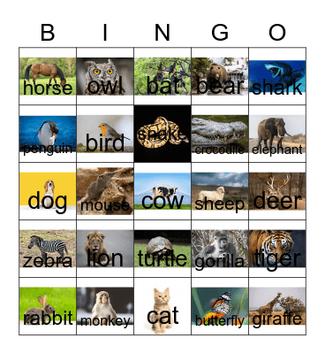 Comparing animals Bingo Card