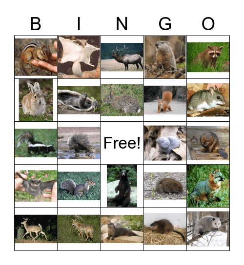 Wildlife Review Bingo Card