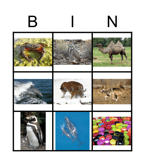 Animals Bingo Card