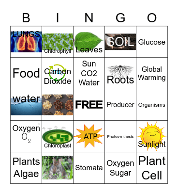 Photosynthesis for kids Bingo Card