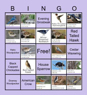 Great Lakes Backyard Birds! Bingo Card