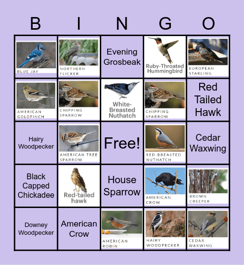 Great Lakes Backyard Birds! Bingo Card