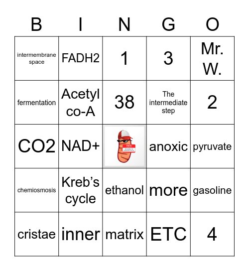 Cellular Respiration Bingo Card