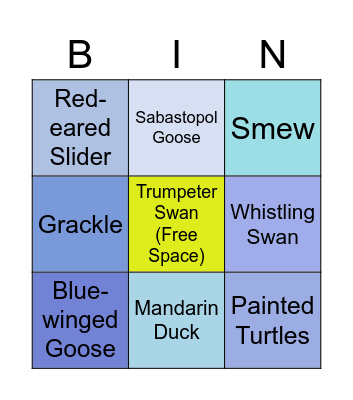 Discovery Pond Bingo Card
