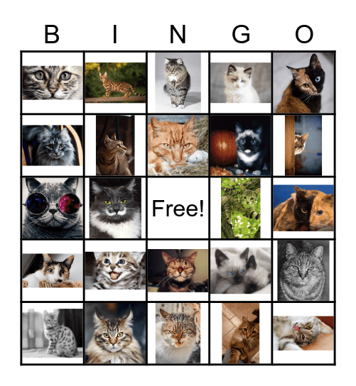 Cat Bingo Card