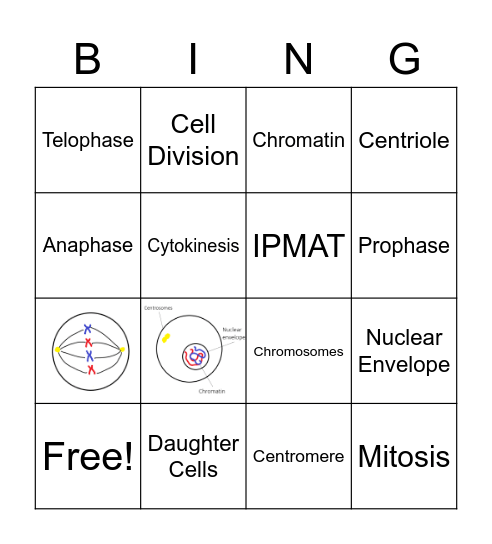 Mitosis Vocab Bingo Card