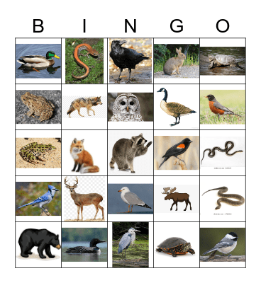 Northern Ontario Animals Bingo Card