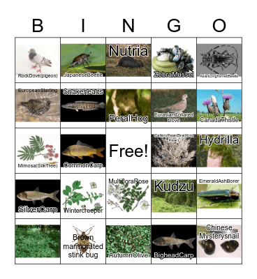 Missouri Invasives Bingo Card
