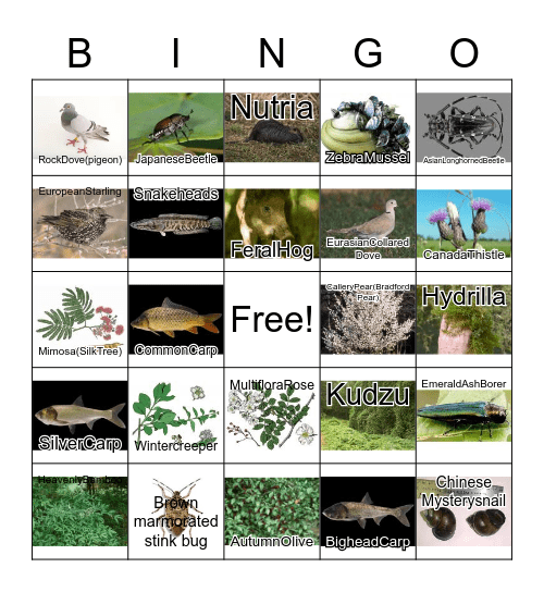 Missouri Invasives Bingo Card