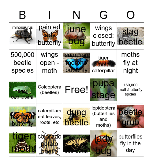 beetles and butterflies Bingo Card