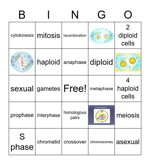 cell division Bingo Card