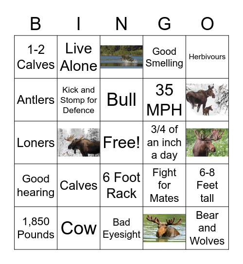 Moose Bingo Card
