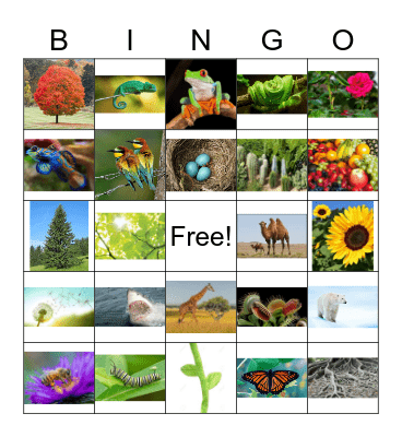 Plants/Animals Bingo Card