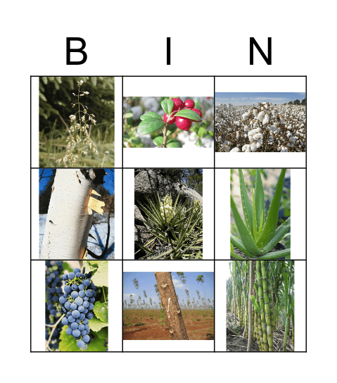 Ethnobotany Bingo Card