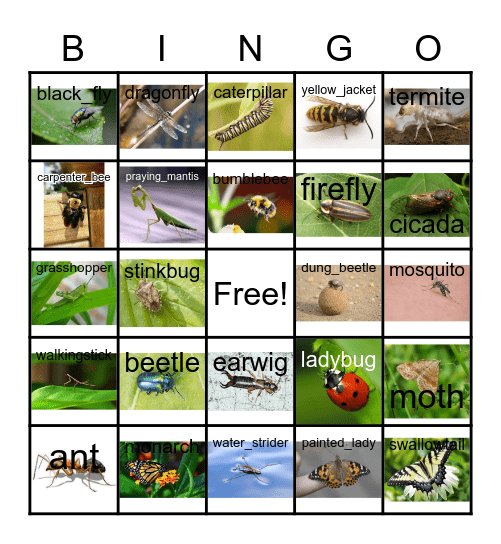 Insect BINGO Card
