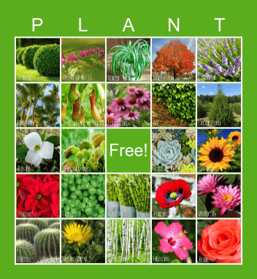 PLANT BINGO! Bingo Card